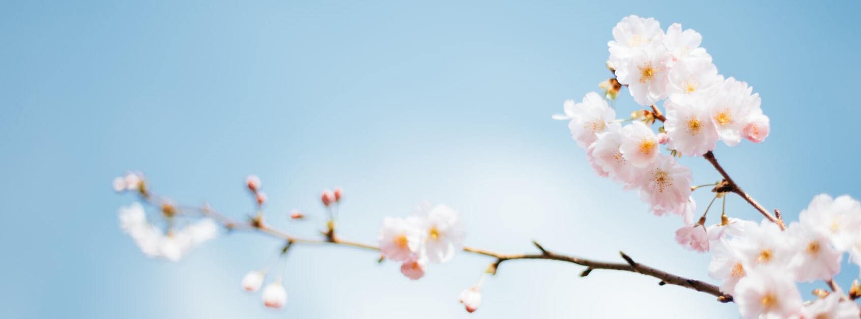 碧菱
