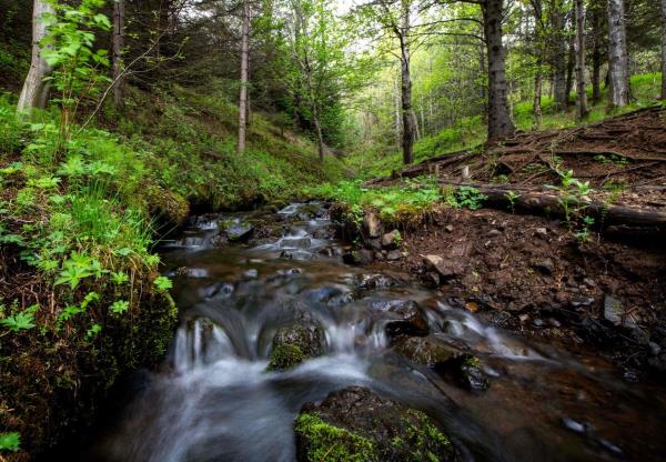 A stream flows through Mogilsa Forest close to Reykjavik, Iceland on May 21, 2019. - Before being colonised by the Vikings, Iceland was lush with forests but the fearsome warriors razed everything to the ground and the nation is now struggling to reforest the island.
The country is considered the least forested in Europe; indeed, forests in Iceland are so rare, or their trees so young, that it is commonly joked that those lost in the woods only need to stand up to find their way. (Photo by Halldor KOLBEINS / AFP) (Photo credit should read HALLDOR KOLBEINS/AFP via Getty Images)