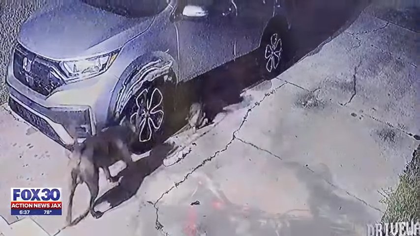 狗狗们在撕扯金属后将汽车弄得一团糟